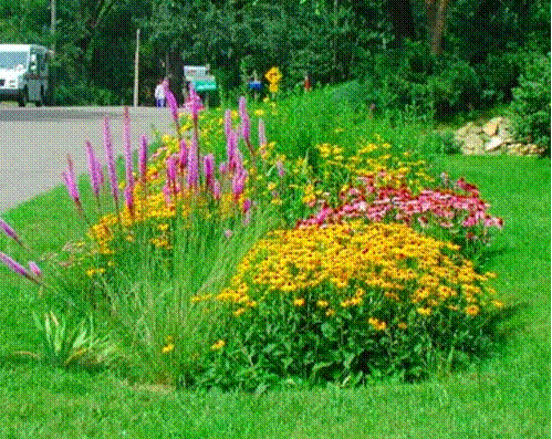 Click to here to learn about Rain Gardens!