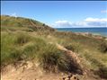 Lake MI Dune [Click here to view full size picture]