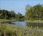Galien Wetland [Click here to view full size picture]