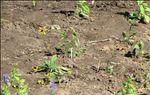 The beginning phases of the raingarden. [Click here to view full size picture]