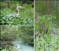 Wetlands and Wildlife [Click here to view full size picture]